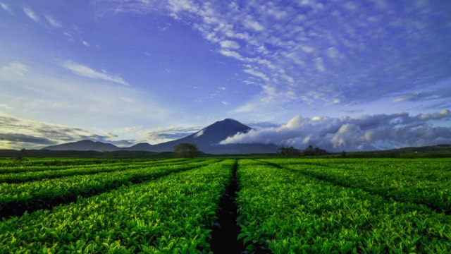 Perkebunan teh membentang di depan Gunung Kerinci Foto: Shutter Stock