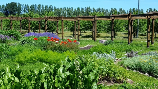 Labirin penuh bunga lavenderi di Michigan, AS Foto: Cherry Point Market
