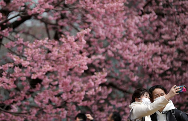 Foto: Melihat Mekarnya Bunga Sakura di Tengah Wabah Virus Corona (1230243)