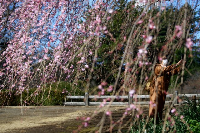 Foto: Melihat Mekarnya Bunga Sakura di Tengah Wabah Virus Corona (1230242)