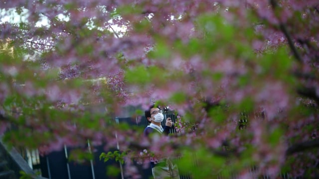 Foto: Melihat Mekarnya Bunga Sakura di Tengah Wabah Virus Corona (1230237)