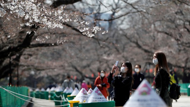 Foto: Melihat Mekarnya Bunga Sakura di Tengah Wabah Virus Corona (1230236)