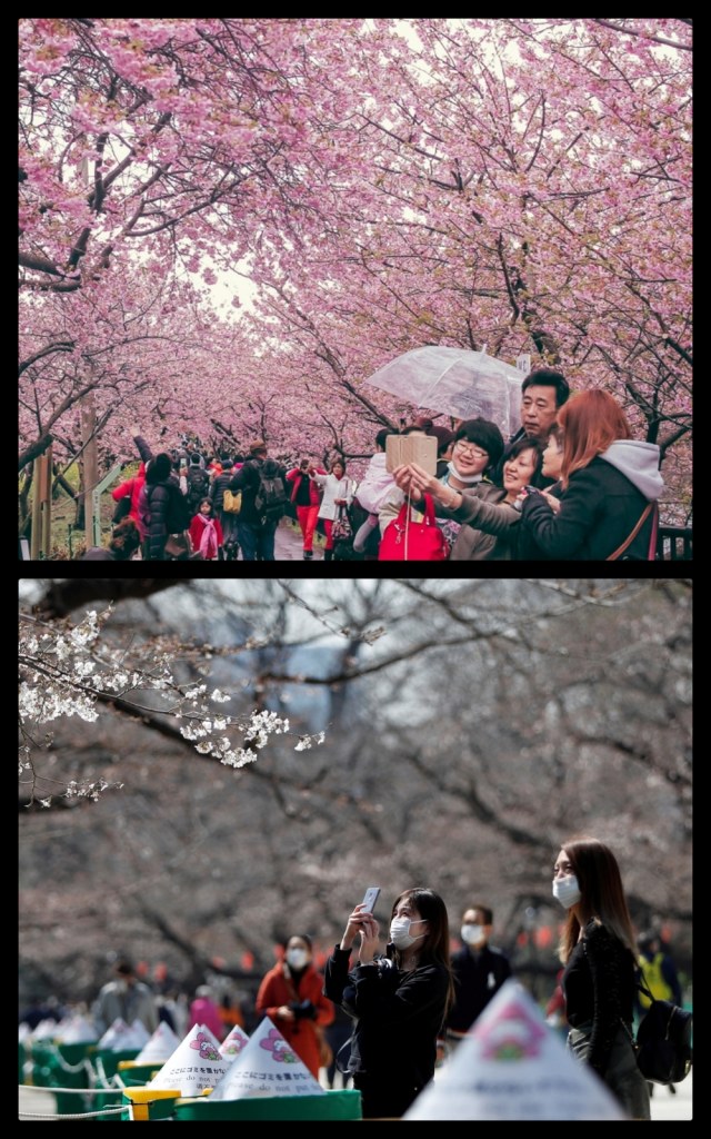 Perbedaan suasana saat bunga sakura mekar pada Maret 2019 (atas), dan suasana pada saat bunga sakura mekar di tengah wabah virus corona pada Maret 2020. Foto: REUTERS/Issei Kato dan Shutter Stock