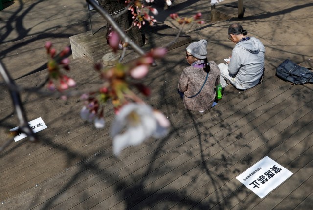 Foto: Melihat Mekarnya Bunga Sakura di Tengah Wabah Virus Corona (1230245)