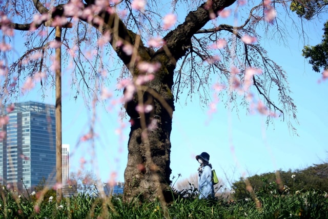 Foto: Melihat Mekarnya Bunga Sakura di Tengah Wabah Virus Corona (1230240)