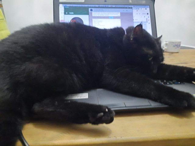 Lagi koordinasi di WA, lalu tiba-tiba tidur di atas laptop.