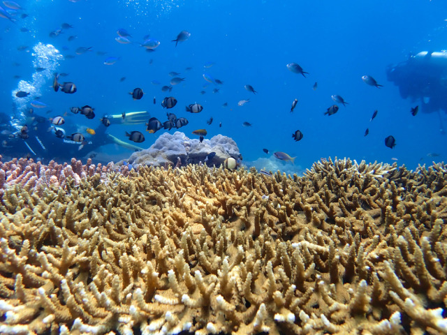 Ragam fauna di Teluk Cendrawasih. Foto: Shutter Stock