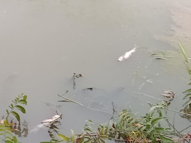 Air sungai tercemar sehingga menyebabkan ikan pada mati.