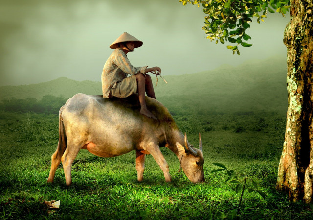 cow-519246_1920.jpg