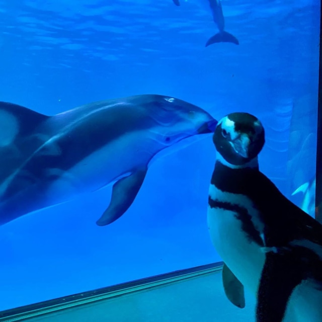Salah satu penguin tengah berpose seperti dicium ikan ketika tur dalam Shedd Aquarium Foto: Instagram/Shedd Aquarium