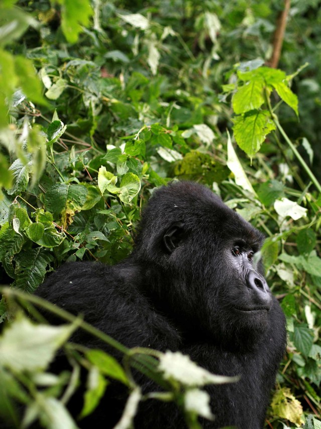 Seekor gorila gunung muda terlihat di Taman Nasional Virunga, Kongo. Foto: AP Photo/Jerome Delay