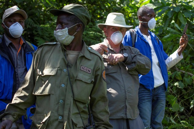 Petugas menggunakan masker saat melihat gorila gunung di Taman Nasional Virunga, Kongo. Foto: AP Photo/Jerome Delay