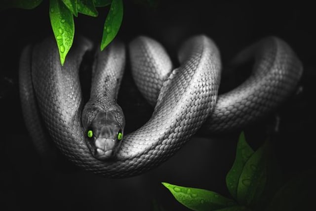☯ Arti mimpi ketemu ular hitam