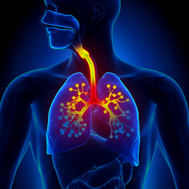 lungs-bronchitis-sick-disease-cold-decade3d -iStock-498528871.jpg