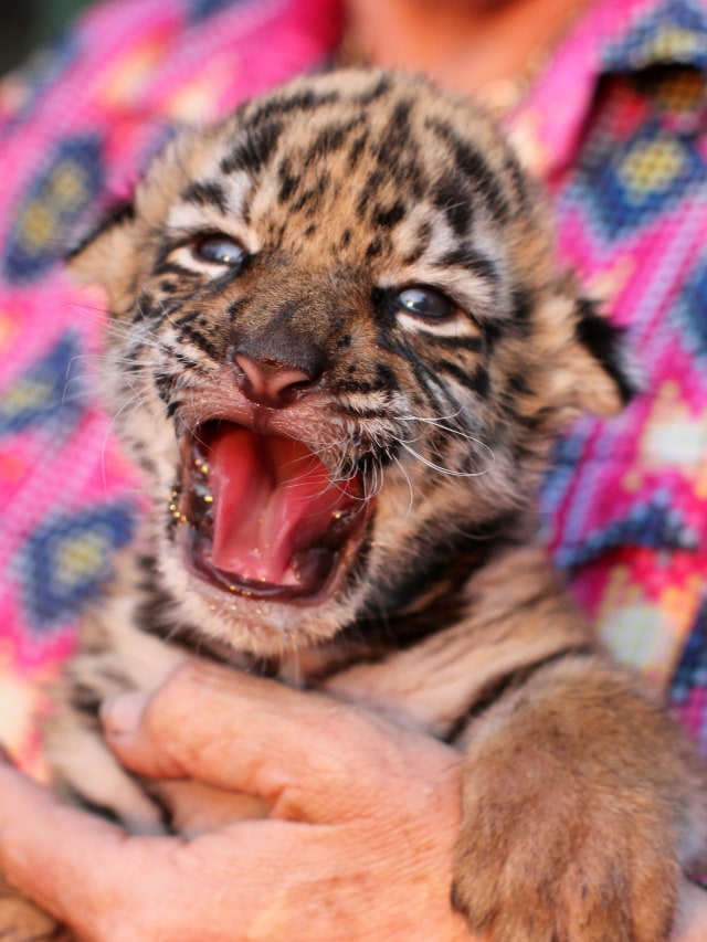 Seekor anak harimau Bengal yang dinamai Covid di kebun binatang Cordoba, Veracruz, Meksiko. Foto: REUTERS / Sofia Dorantes