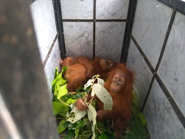 Orangutan yang disita dari salah satu rumah warga di Dusun Kwala Nibung, Desa Pula Rambung, Kecamatan Bahorok, Langkat, Sumatera Utara. Foto: Istimewa