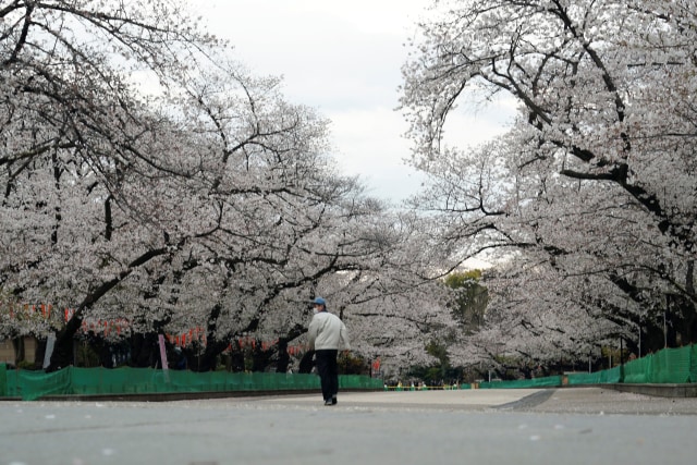 Virus Corona di Jepang-Taman Ueno Ditutup-Bunga Sakura