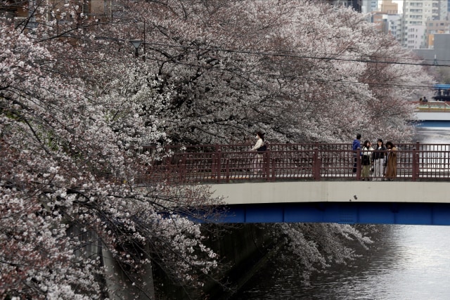 Tahun Ini, Bunga Sakura di Jepang Mekar Lebih Awal, Catat Jadwalnya! (733387)