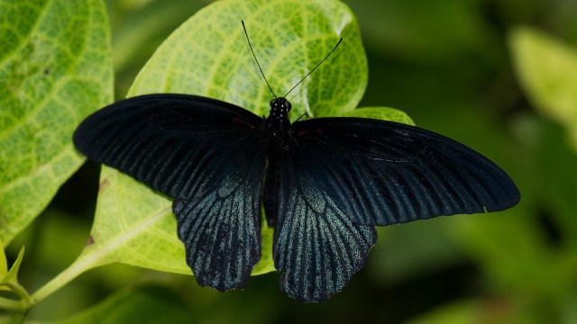 Foto: salah satu jenis kupu-kupu bersayap hitam | commons.wikimedia.org