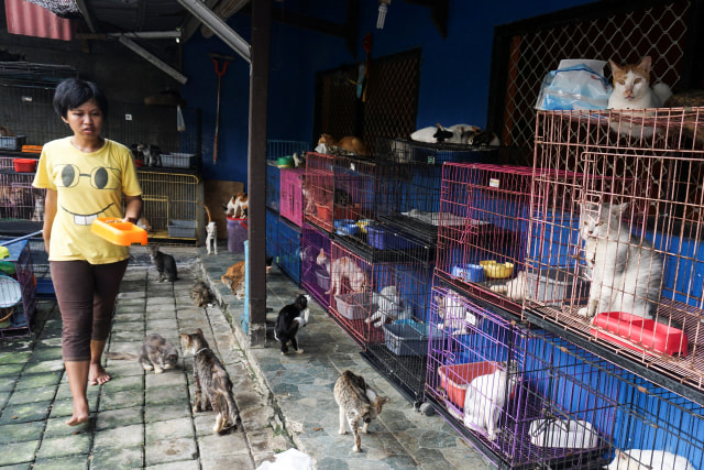 Esai Foto-Rumah Kucing Parung