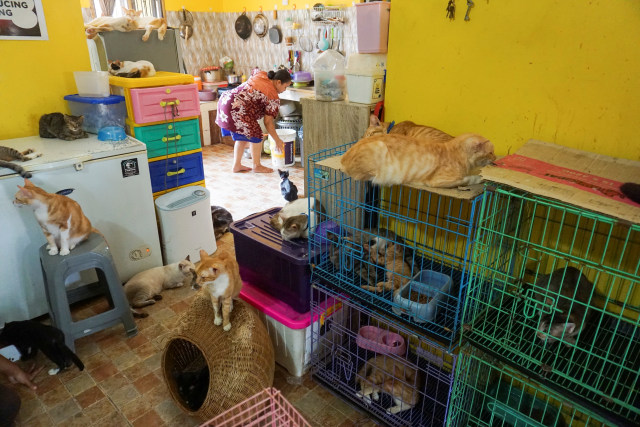 Kasih Sayang untuk Kucing Tak Pandang Bulu (172147)