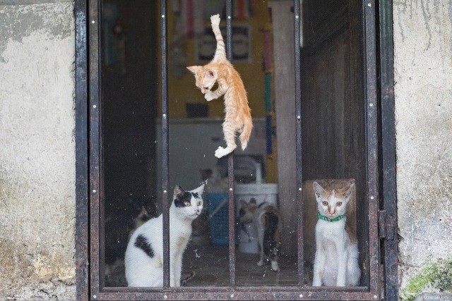 Kasih Sayang untuk Kucing Tak Pandang Bulu (172153)