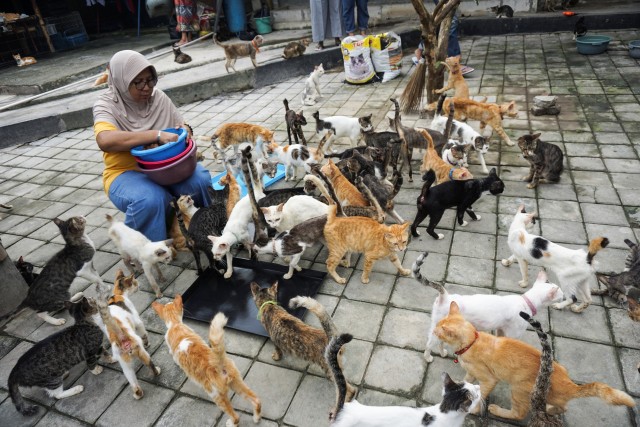 Kasih Sayang untuk Kucing Tak Pandang Bulu (172146)