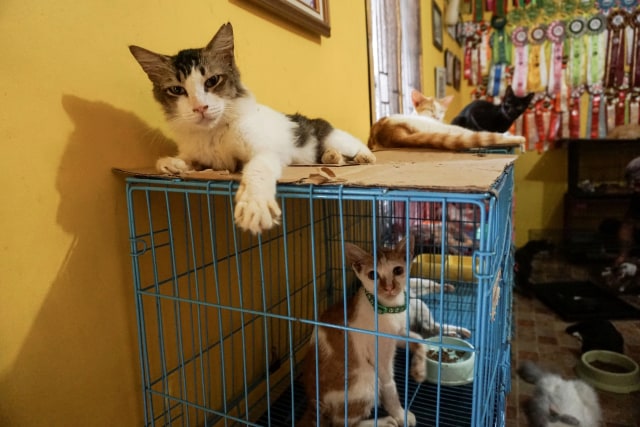 Kasih Sayang untuk Kucing Tak Pandang Bulu (172155)