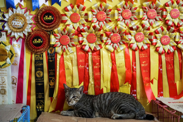 Kasih Sayang untuk Kucing Tak Pandang Bulu (172156)