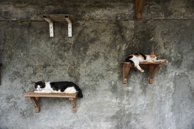 Kasih Sayang untuk Kucing Tak Pandang Bulu (172154)