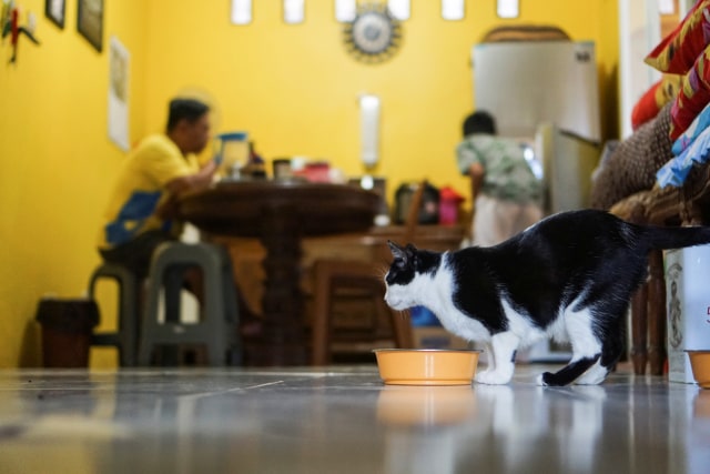 Seekor kucing sedang makan di Rumah Kucing Parung, Bogor, Jawa Barat.  Foto: Nugroho Sejati/kumparan