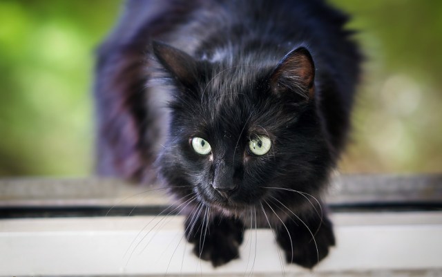 Kucing hitam, dok:pixabay