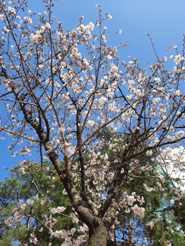 Bunga Sakura bersemi saat ini di Seoul, Korea Selatan. Foto: Khiththati/acehkini 