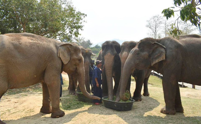 Gajah-gajah di Kamp Gajah Maesa, Chiang Mai, Thailand. Foto: Facebook @Maesaelephantcamp