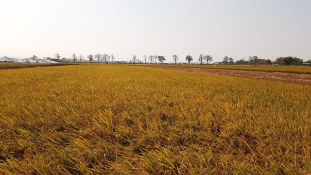 Lahan padi di Tuban. Foto: Dok. Kementan