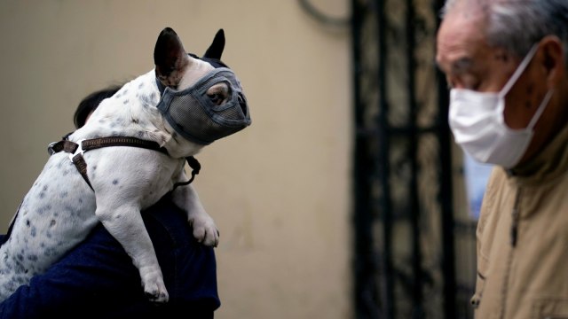 Seekor anjing mengenakan masker di Shanghai, Cina. Foto: REUTERS / Aly Song