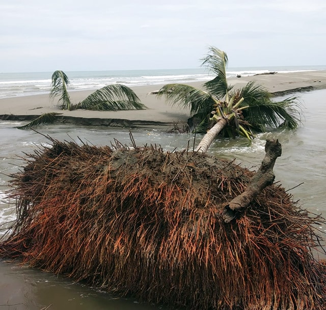 Tanaman yang terimbas abrasi di Pantai Bunga Indah Desa Kuhanga, Kabupaten Bolmut, Sulawesi Utara (foto: m rivai/manadobacirita)