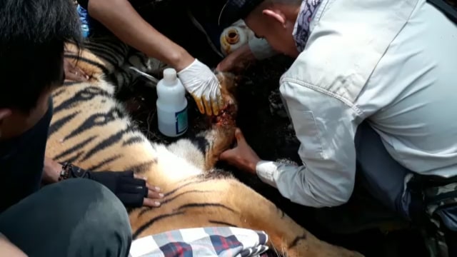 Tim Balai BKSDA Riau me;lakukan penyelamatan seekor Harimau Sumatera yang terkena jerat di wilayah konsersi HTI PT. RAPP, Teluk Meranti, Pelalawan, Riau. Foto: Dok. Balai BKSDA Riau