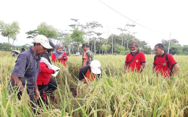 com-Petani Bali tetap memanen padi demi menjaga ketersediaan pangan. Foto: Dok. Kementerian Pertanian