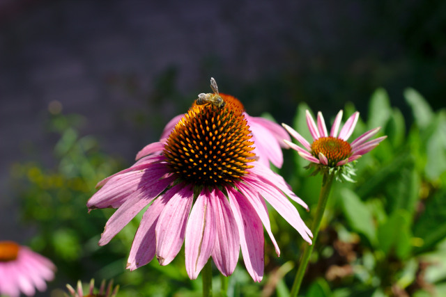 Bunga echinacea. Foto: Unsplash