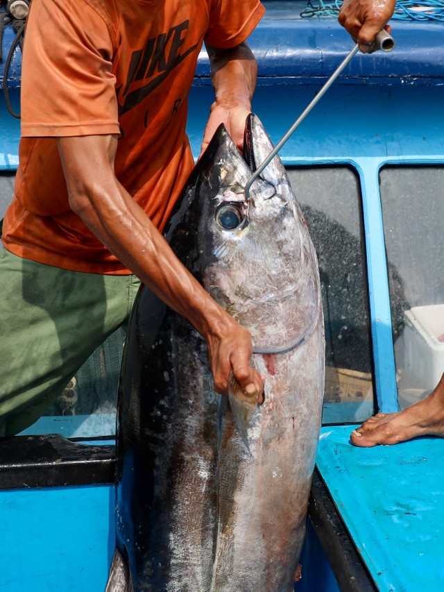 Ikan tuna laut Aceh. Foto: Suparta/acehkini