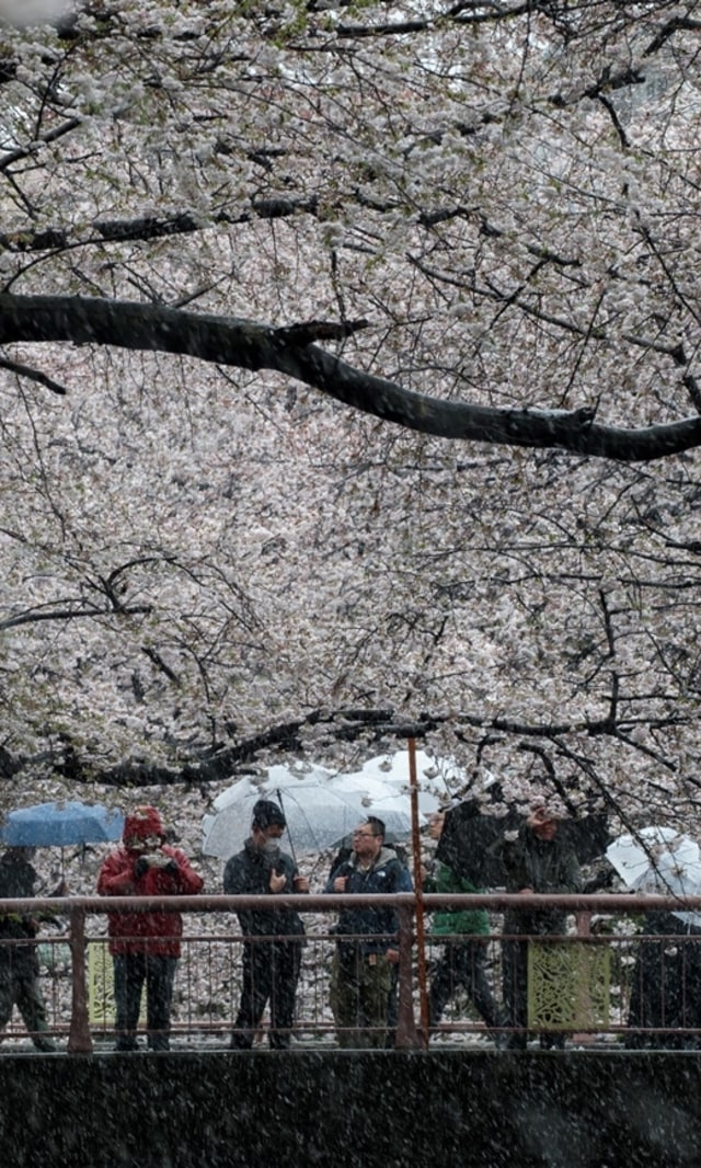 Pengunjung melihat bunga sakura mekar dan salju turun di Tokyo (29/3). Foto: AFP/Behrouz MEHRI
