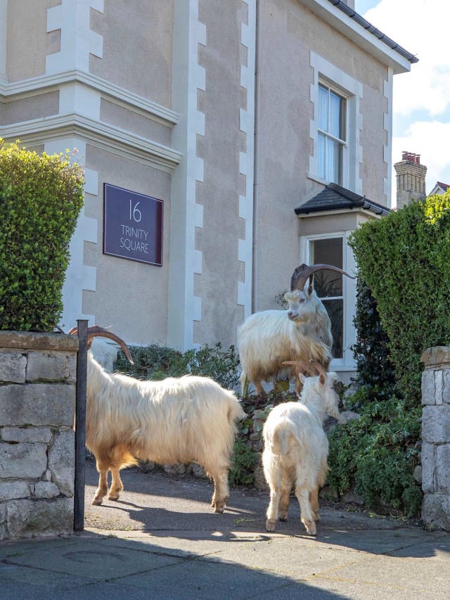 Kawanan kambing di depan rumah warga di Llandudno, Wales utara, Inggris. Foto: PA/Pete Byrne via AP