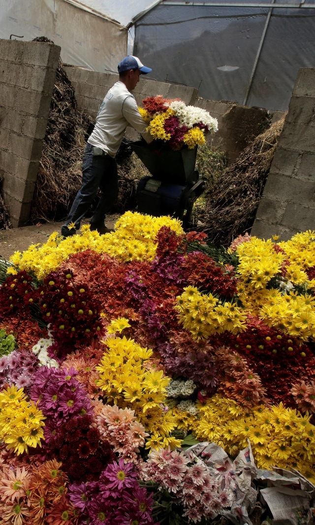 Seorang pekerja menghancurkan bunga saat gagal mengekspornya karena pembatasan ekspor akibat virus corona (COVID-19), di Llano Grande, Kosta Rika (30/3). Foto: REUTERS/ Juan Carlos Ulate