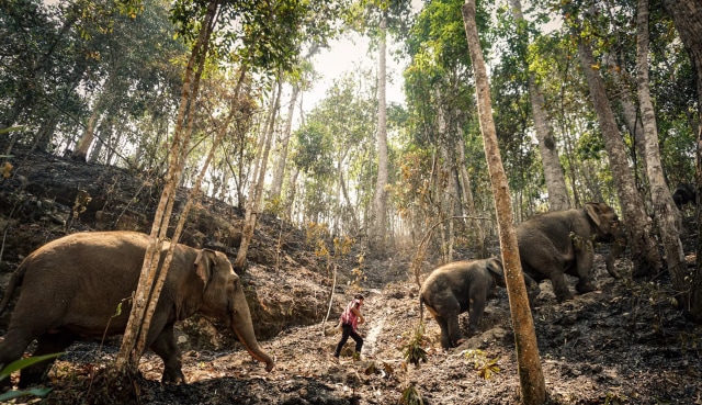Gajah-Gajah Wisata Thailand Hidup Kelaparan Akibat COVID-19 Foto: AFP/Handout/Thai Elephant Alliance Association