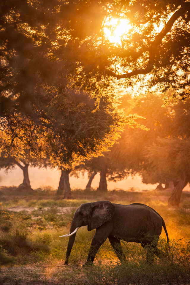 Ilustrasi kehidupan alam liar di Afrika Foto: Shutter Stock