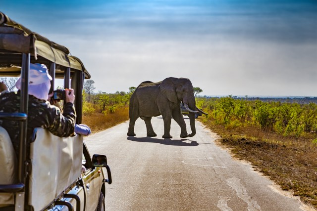 Seekor gajah yang tengah menyeberang jalan Foto: Shutter Stock