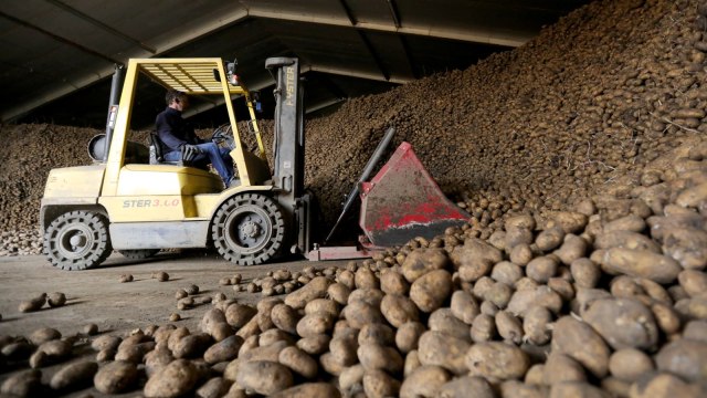Petani kentang di Belanda yang merugi akibat gagal menjual kentang hasil panennya. Foto: REUTERS/EVA PLEVIER