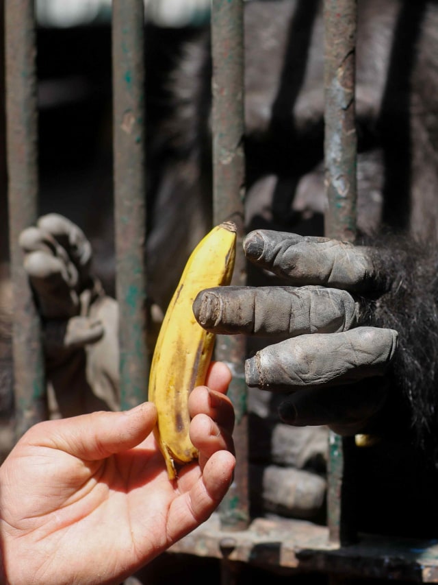 Petugas Kebun Binatang Giza memberi makan simpanse. Foto: REUTERS/Amr Abdallah Dalsh