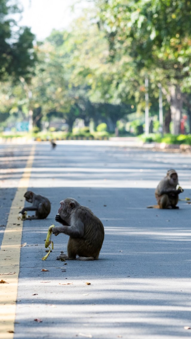 Sejumlah monyet liar sedang memakan pisang di Jalanan Kota New Delhi, India, Kamis, (2/4). Foto: Jewel SAMAD / AFP